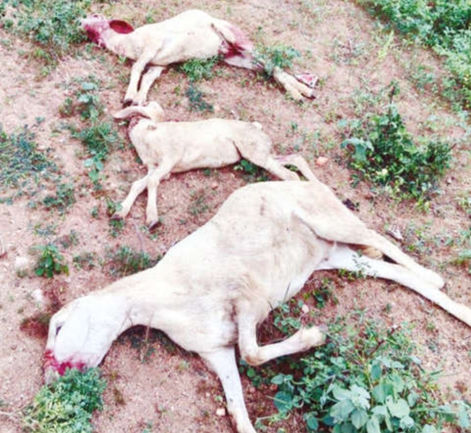 காங்கேயத்தில் வெறிநாய்கள் கடித்து 4 செம்மறி ஆடுகள் சாவு