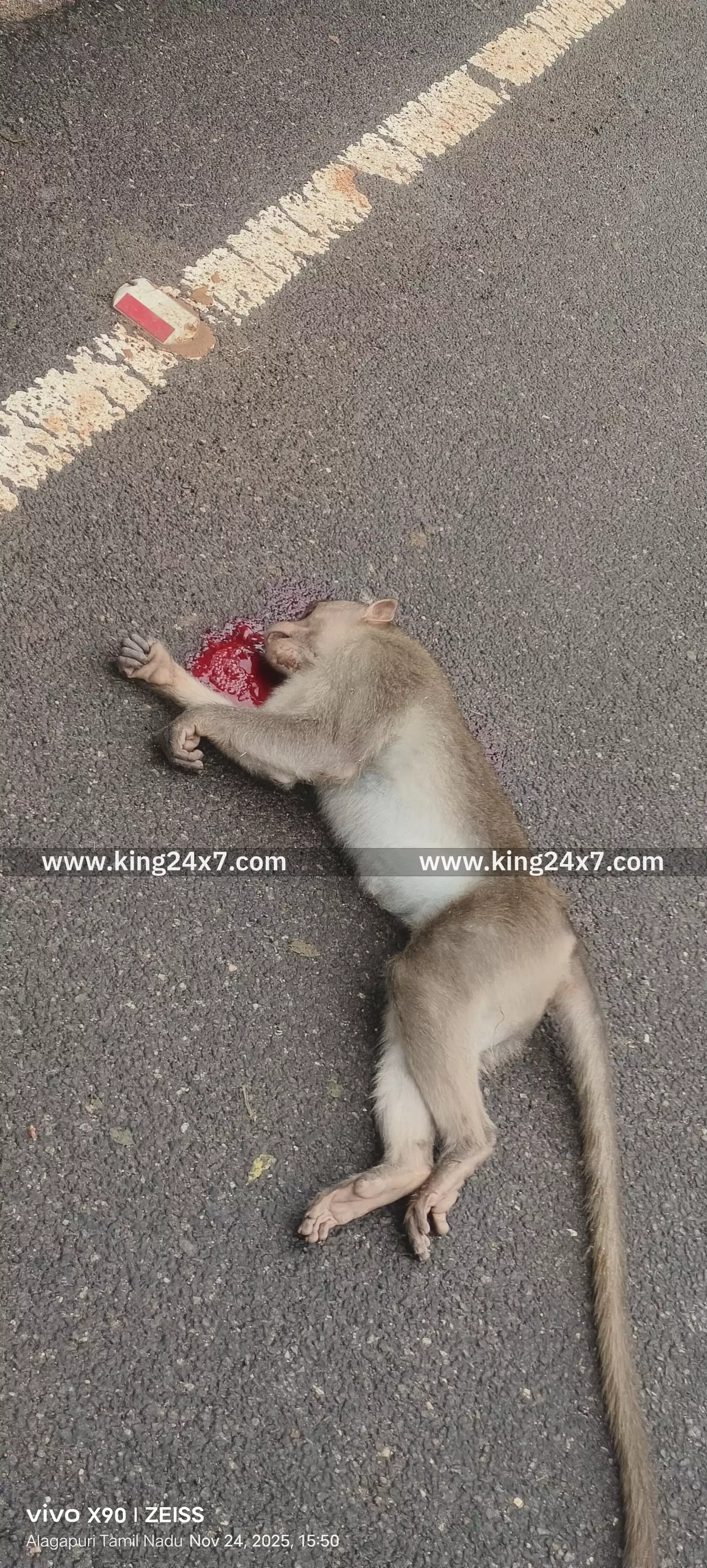 மணப்பாறை உணவுக்காக சாலையைக் கடக்க முயன்ற குரங்கு வாகனத்தில் அடிபட்டு உயிரிழப்பு