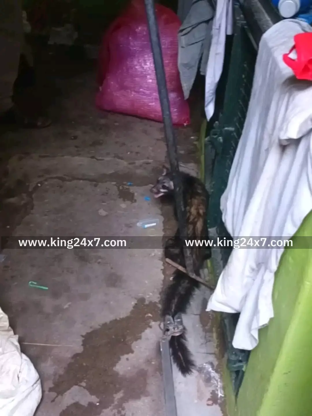 மரநாயை உயிருடன் மீட்ட தீயணைப்பு வீரர்கள்