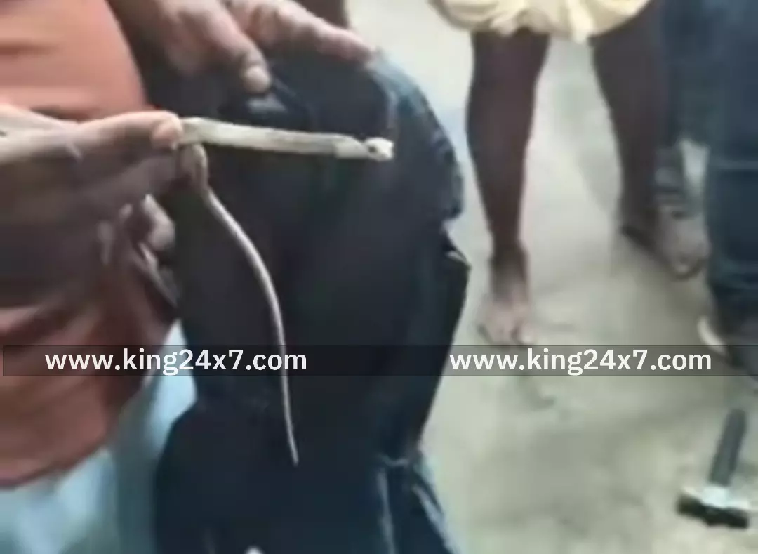 இருசக்கர வாகனத்தில் பாம்பு உயிருடன் மீட்பு