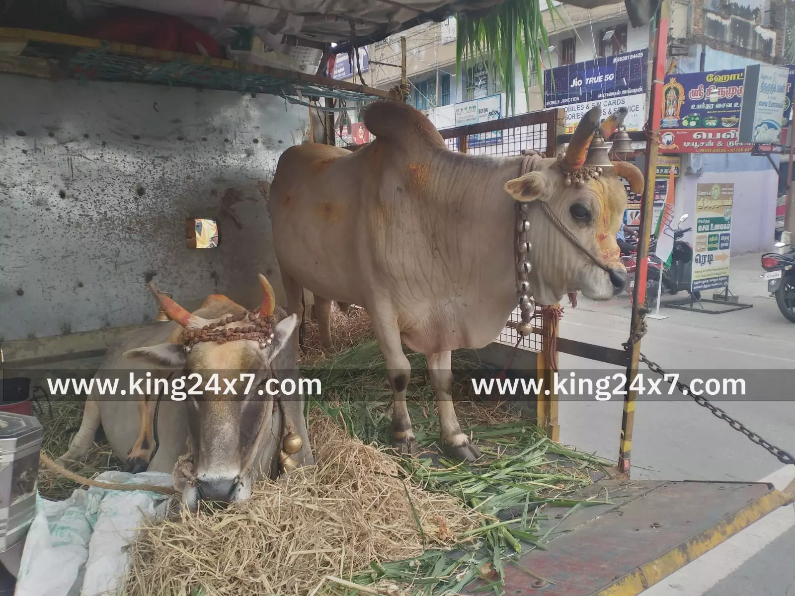 அதிசய மாட்டினை வணங்கிய பொதுமக்கள்