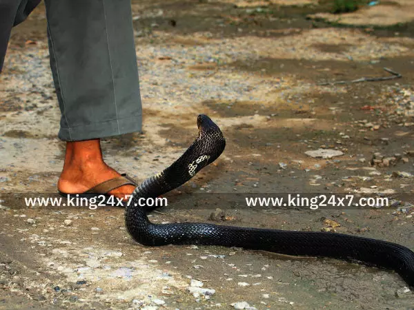 சுரண்டை அருகே பாம்பு கடித்து விவசாயி பலி