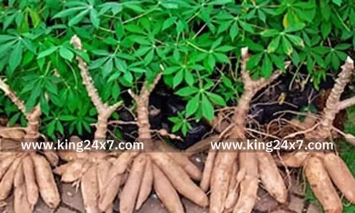 மரவள்ளிக் கிழங்கு விலை சரிவு: விவசாயிகள் கவலை.