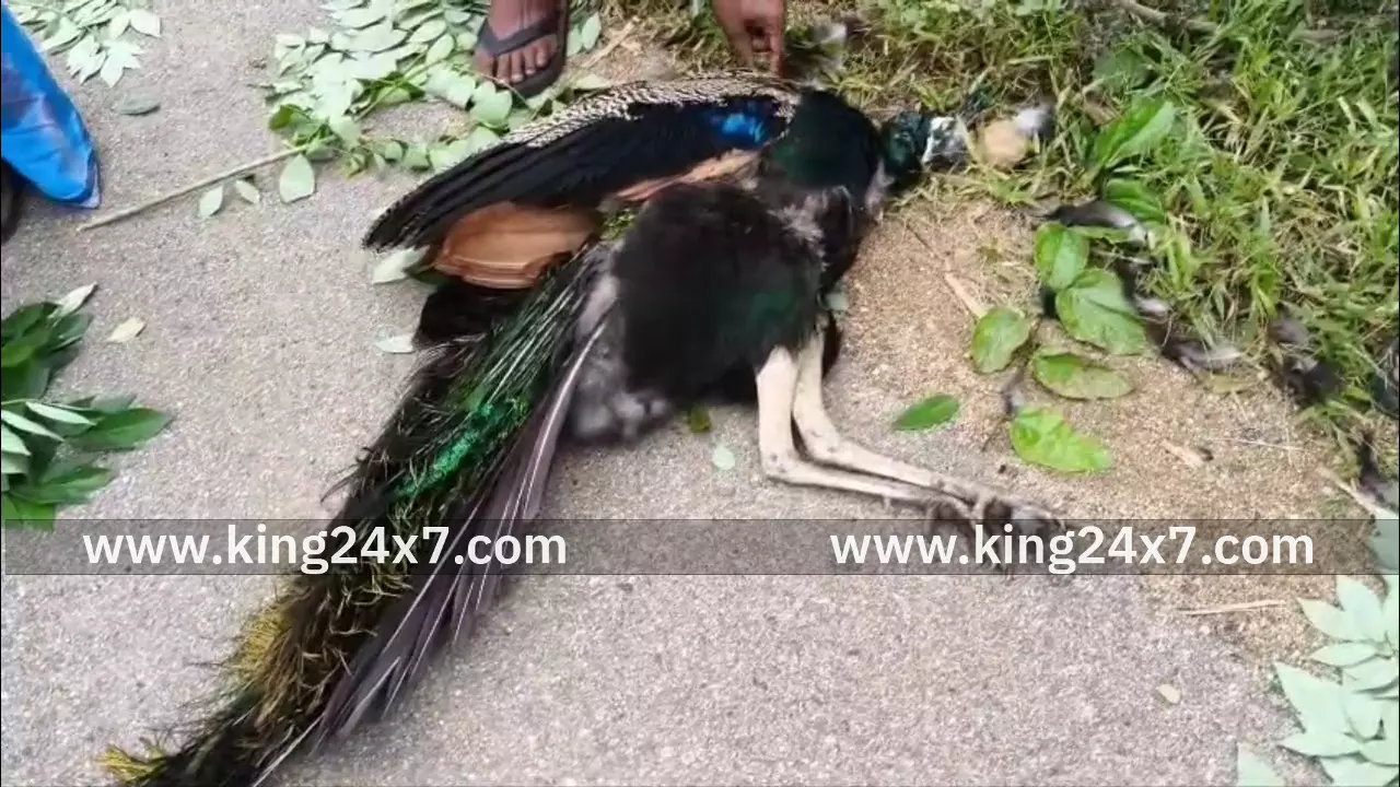 மின் கம்பியில் சிக்கி சம்பவ இடத்தில் துடிதுடித்து உயிரிழந்த மயில்