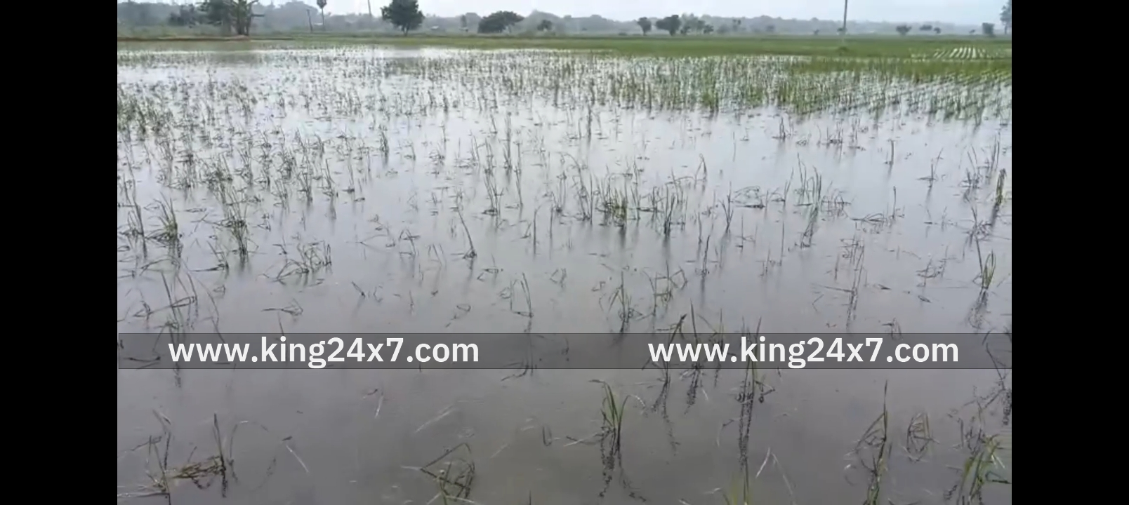 டித்வா புயலால் மீண்டும் மழை... இரும்புத்தலை பகுதியில் சம்பா, தாளடி பயிர்கள் பாதிப்பு