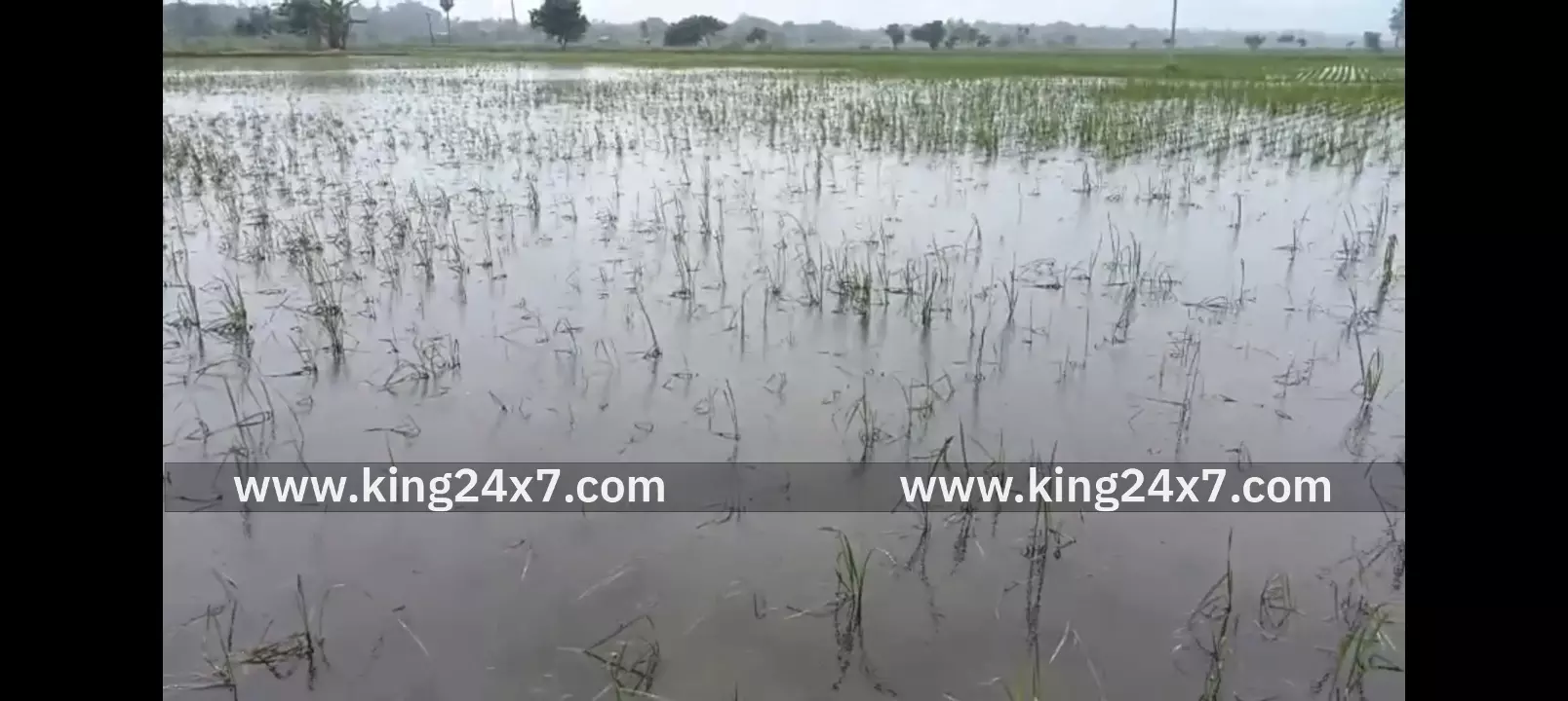 டித்வா புயலால் மீண்டும் மழை... இரும்புத்தலை பகுதியில் சம்பா, தாளடி பயிர்கள் பாதிப்பு