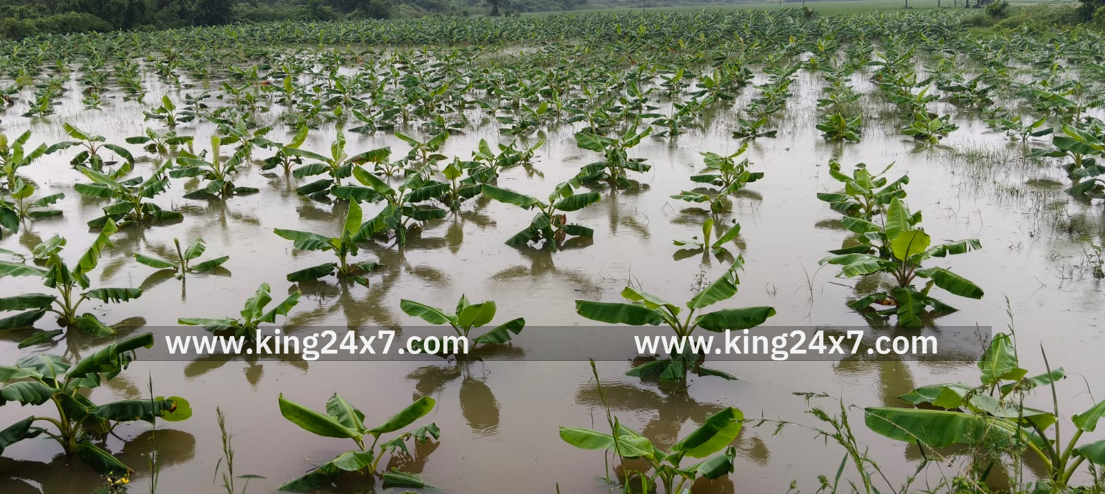 விவசாயிகளை வாழ வைக்கும் வாழைத்தோட்டத்திற்கும் வேட்டுவைத்த டிட்வா புயல் மழை