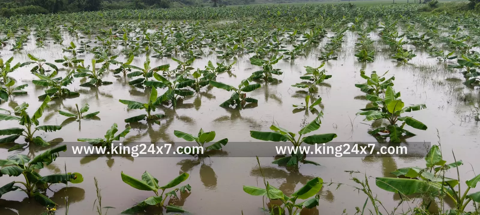 விவசாயிகளை வாழ வைக்கும் வாழைத்தோட்டத்திற்கும் வேட்டுவைத்த டிட்வா புயல் மழை