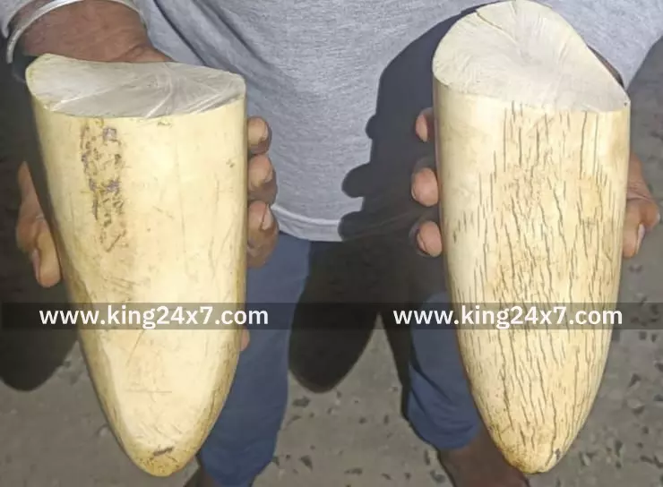 ராமநாதபுரம் அருகே யானை தந்தங்கள் கடத்திய மூன்று பேர் கைது