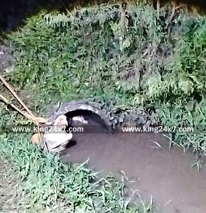 ரெட்டிப்பாளையம் பகுதி வயல்வெளியில் உலா வந்த முதலை: வனத்துறை, தீயணைப்புத்துறையினர் பாதுகாப்பாக பிடித்தனர்