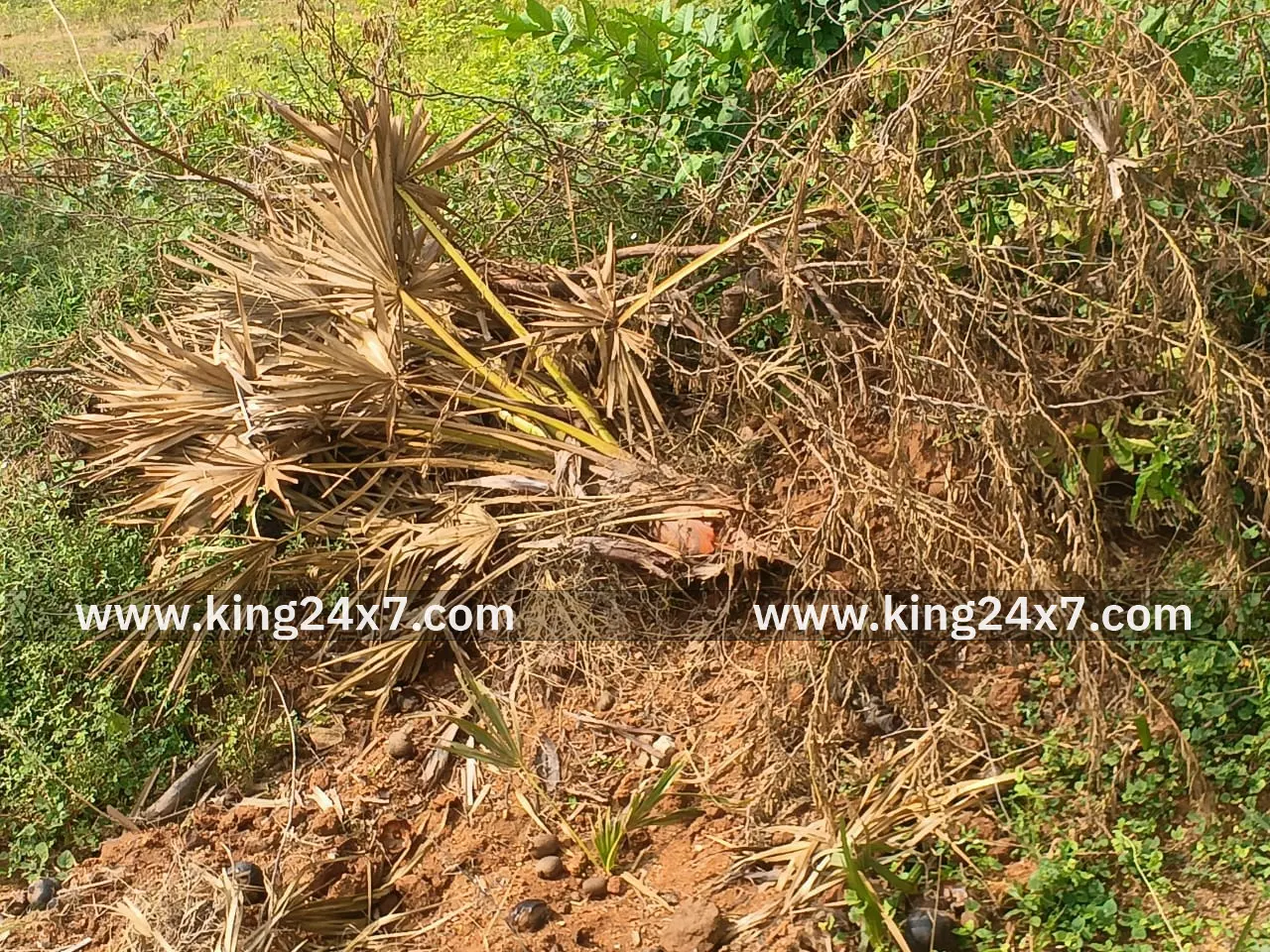 கள்ளை சாலையில் ஜேசிபி மூலம் பனை மரங்கள் அகற்றம்