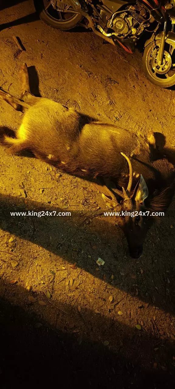 அய்யலூர் அருகே சாலையைக் கடக்க முயன்ற மான் மீது அரசு பேருந்து மோதி விபத்து - மான் பலி அய்யலூர் அருகே சாலையைக் கடக்க முயன்ற மான் மீது அரசு பேருந்து மோதி விபத்து - மான் பலி