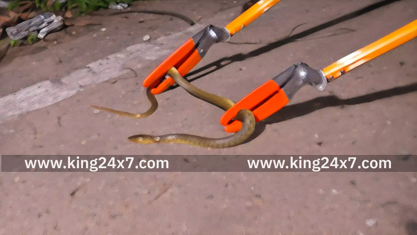 மணப்பாறையில் குடியிருப்பு பகுதியில் விஷப்பாம்பு நீண்ட நேரம் போராடி பிடித்த தீயணைப்புத் துறையினர் . மணப்பாறையில் குடியிருப்பு பகுதியில் விஷப்பாம்பு நீண்ட நேரம் போராடி பிடித்த தீயணைப்புத் துறையினர் .