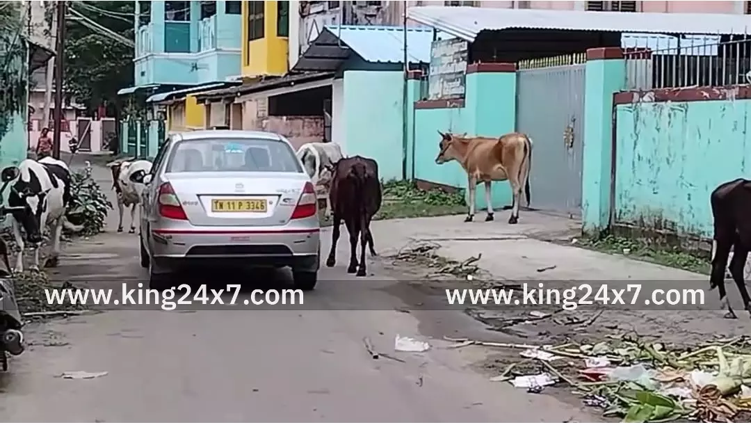 சீர்காழி நகரின் பிரதான சாலைகளில் இரவு பகலாக சுற்றி திரியும் மாடுகளால் பொதுமக்கள் , விபத்துக்கள் அதிகரித்து வருவதால் வாகன ஓட்டிகள், பொதுமக்கள் கடும் அவதி அடைகின்றனர் சீர்காழி நகரின் பிரதான சாலைகளில் இரவு பகலாக சுற்றி திரியும் மாடுகளால் பொதுமக்கள் , விபத்துக்கள் அதிகரித்து வருவதால் வாகன ஓட்டிகள், பொதுமக்கள் கடும் அவதி அடைகின்றனர்