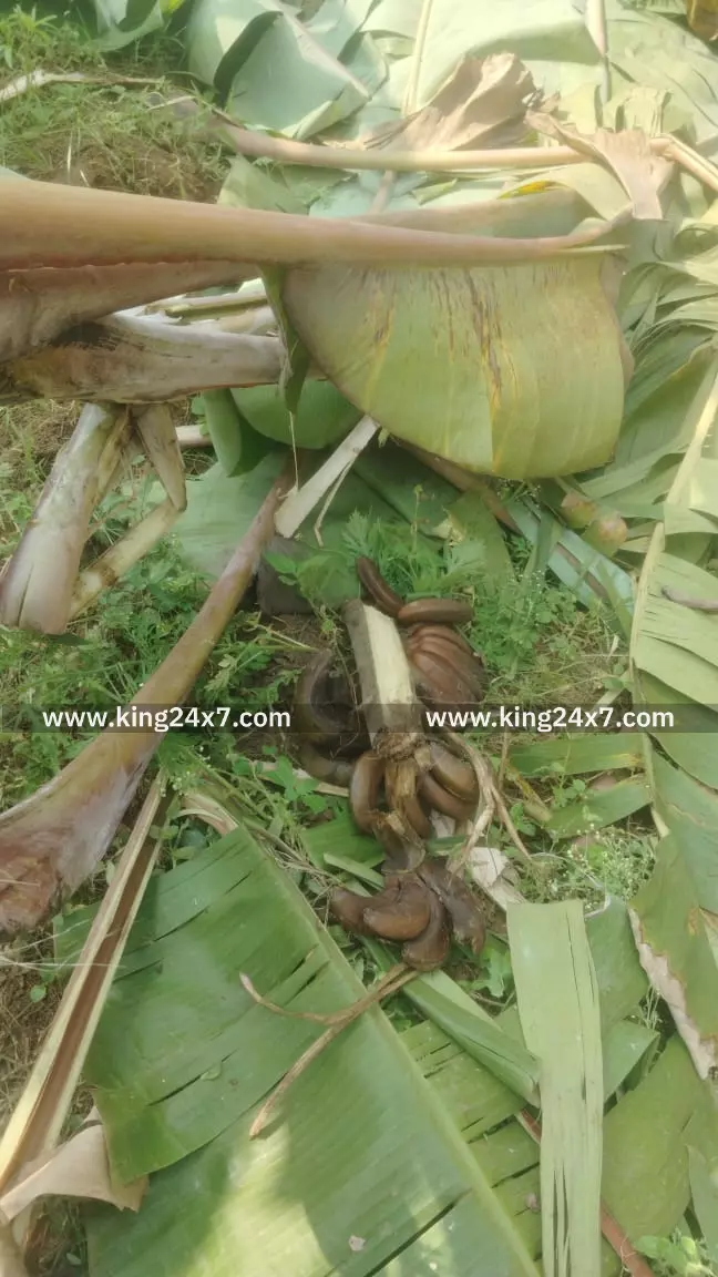 திண்டுக்கல் அருகே பயிர்கள் நாசம்