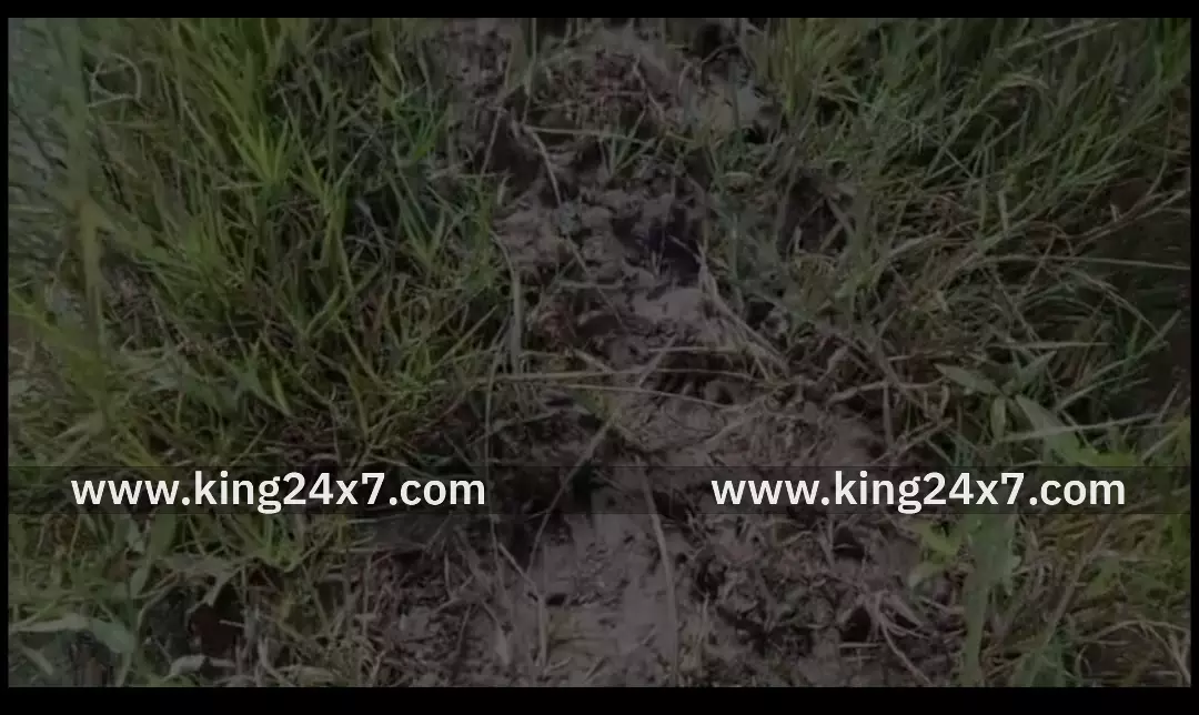 சீர்காழி அருகே அகனி கிராமத்தில் சுமார் 50 ஏக்கர் சம்பா நெற் பயிர்களை நாசம் செய்த காட்டு பன்றிகளை சுட்டு பிடிக்க தமிழக அரசுக்கு விவசாயிகள் கோரிக்கை