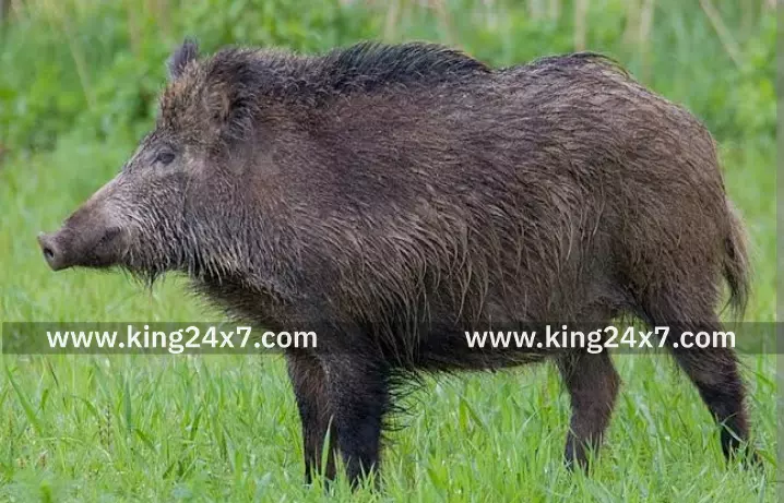 ராமநாதபுரம் விளை நிலத்தில் புகுந்த காட்டுப்பன்றிகள் கடித்து விவசாயி படுகாயம் ராமநாதபுரம் விளை நிலத்தில் புகுந்த காட்டுப்பன்றிகள் கடித்து விவசாயி படுகாயம்