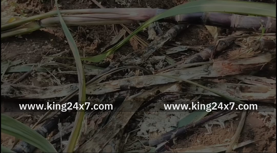 சீர்காழி அருகே காட்டு பன்றிகளால் பொங்கல் செங்கரும்பு சாகுபடி பாதிப்பு.5000 கரும்புகளை கடித்து தின்று அழித்ததால் விவசாயிகள் வேதனை.