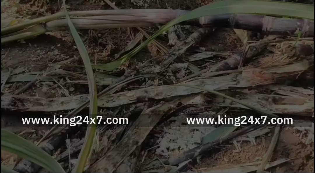 சீர்காழி அருகே காட்டு பன்றிகளால் பொங்கல் செங்கரும்பு சாகுபடி பாதிப்பு.5000 கரும்புகளை கடித்து தின்று அழித்ததால் விவசாயிகள் வேதனை.