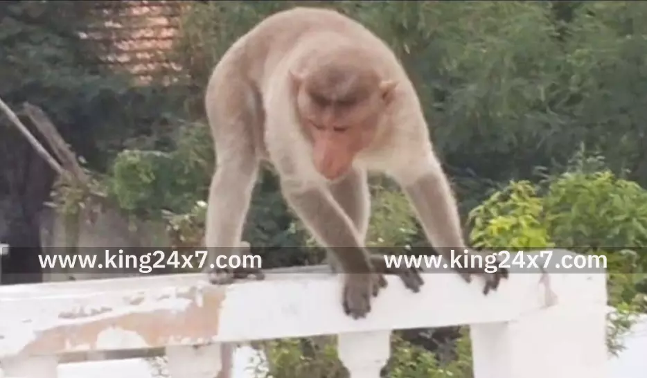 தாராபுரத்தில் சுற்றித் திரியும் குரங்குகளால் பொதுமக்கள் அவதி தாராபுரத்தில் சுற்றித் திரியும் குரங்குகளால் பொதுமக்கள் அவதி