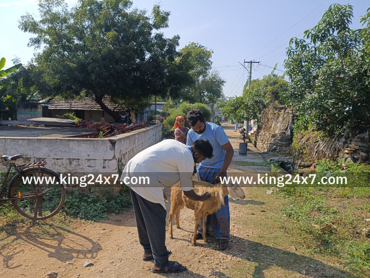 ஆடுகளுக்கு கண்ணில் வீக்கம். விவசாயிகள் கவலை