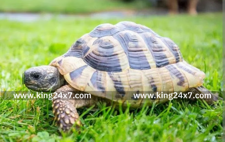 ராமநாதபுரம் மீனவர் வலையில் சிக்கிய ஆமை