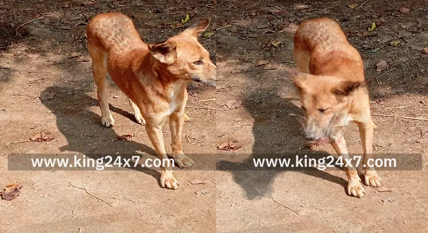 கந்தர் கோட்டை அருகே வெறி பிடிச்சு தெரியும் நாயை கண்டு பொது மக்கள் அச்சம்!!