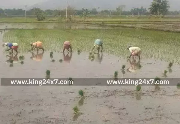 கள்ளக்குறிச்சி மாவட்டம்: சங்கராபுரம் 20,000 ஏக்கர் சம்பா சாகுபடி, வேளாண் அதிகாரி ஆனந்தன் தகவல்....