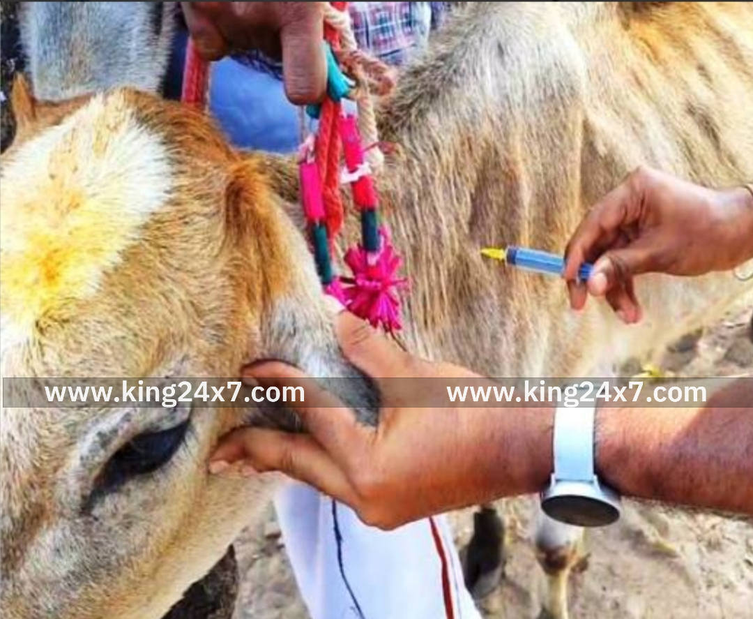 கால்நடைகளுக்கு கோமாரி நோய்க்கான தடுப்பூசி போடும் சிறப்பு முகாம்