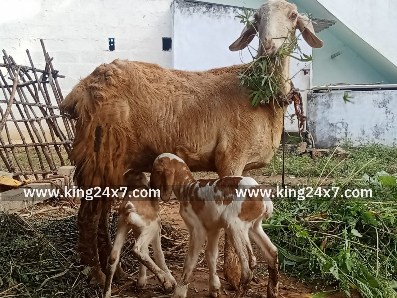 கண் நோய் தாக்கிய செம்மறியாடு ஈன்ற இரண்டு குட்டிகள்