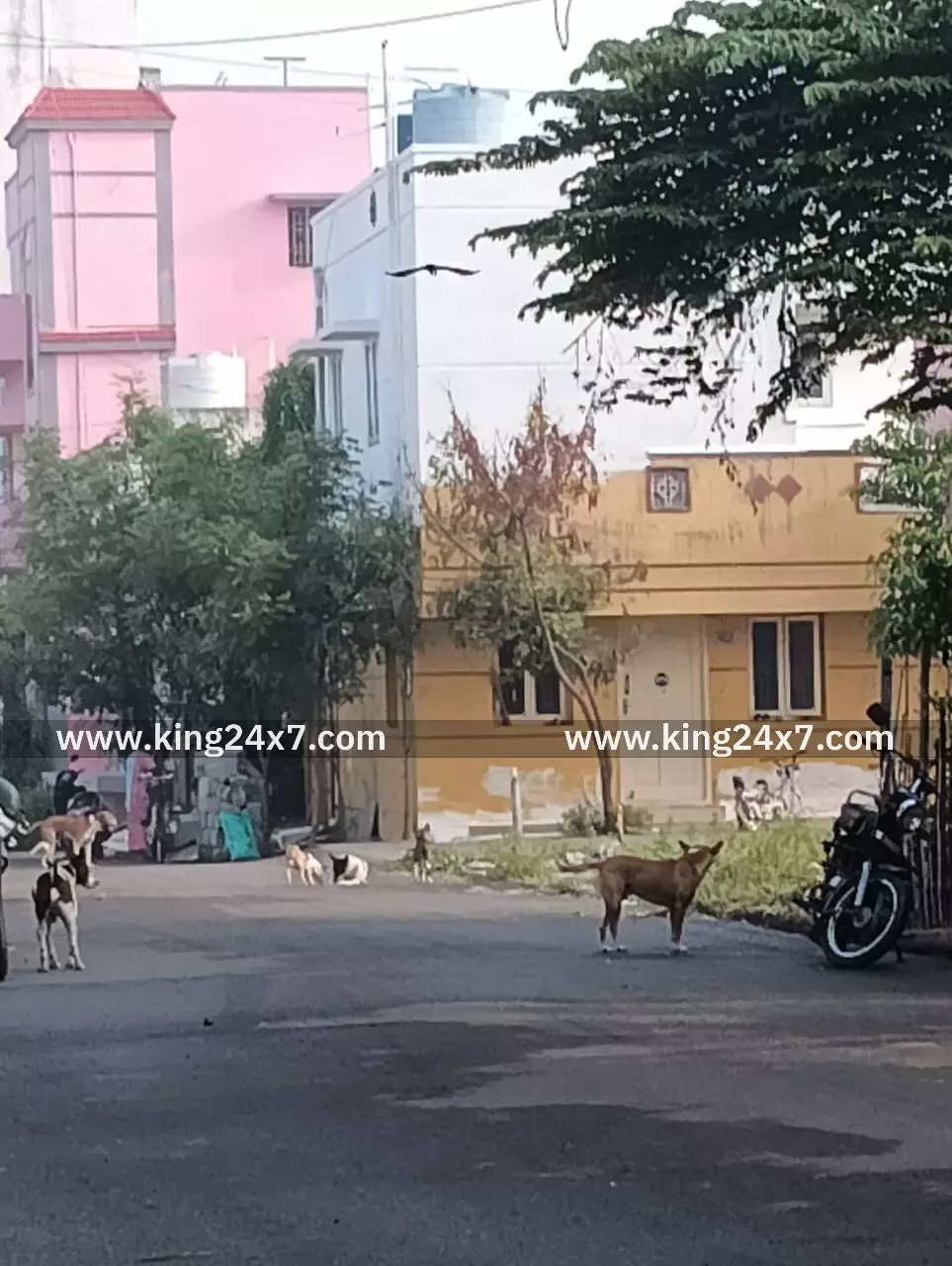 தெரு நாய்களால் பொதுமக்கள், ஆடு, கோழிகள் பாதிப்பு