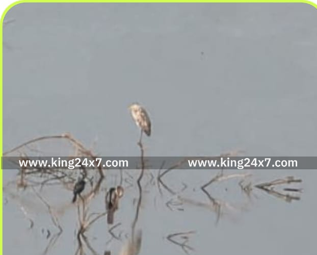 ஒட்டன்சத்திரம் வன சரக பகுதிகளில் ஈரநில பறவைகள் கணக்கெடுக்கும் பணி