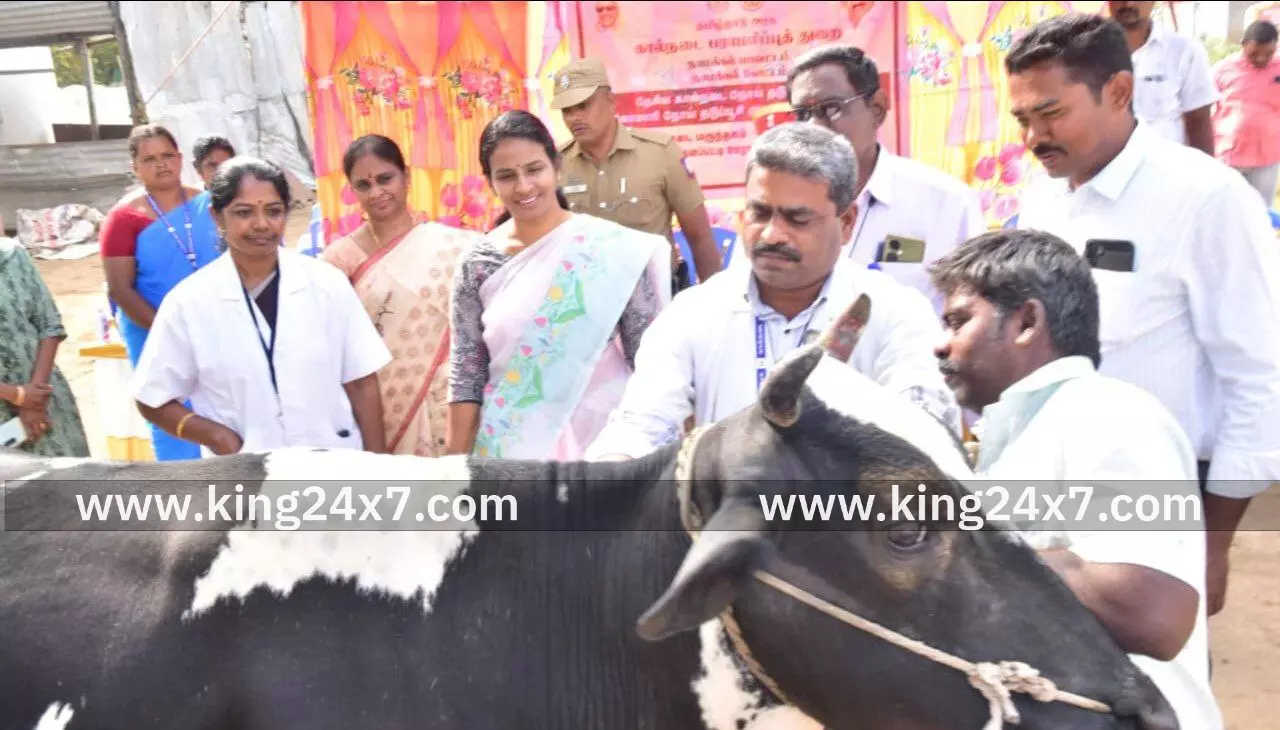 2,80,600 கால்நடைகளுக்கு 8-வது (NADCP) சுற்று கோமாரி நோய் தடுப்பூசி போட நடவடிக்கை மேற்கொள்ளப்பட்டுள்ளது மாவட்ட ஆட்சியர்  தகவல்.