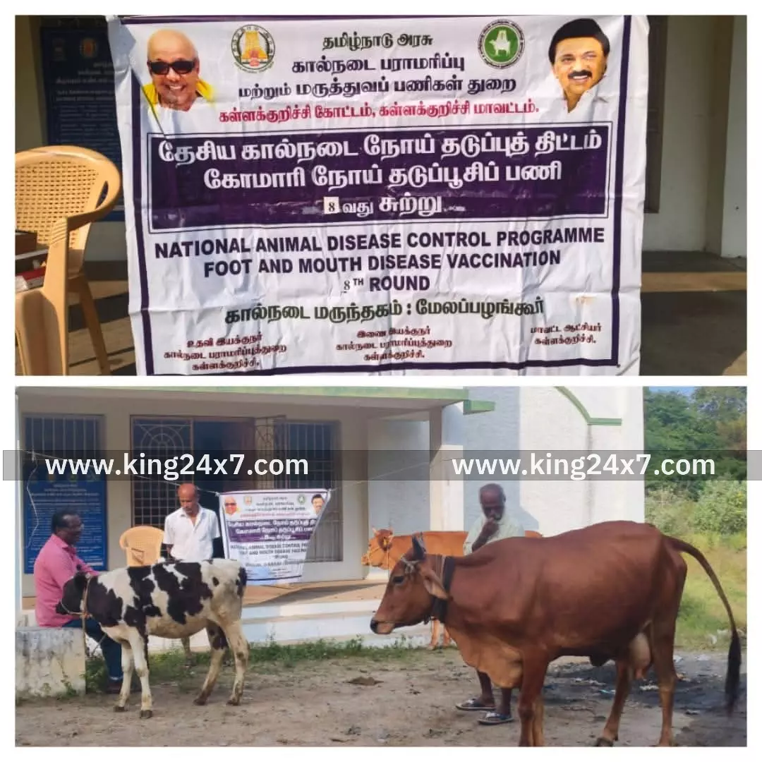 கள்ளக்குறிச்சி: ரிஷிவந்தியம் மேலப்பழங்கூர் கிராமத்தில் கால்நடைகளுக்கும் தடுப்பூசி முகாம்....