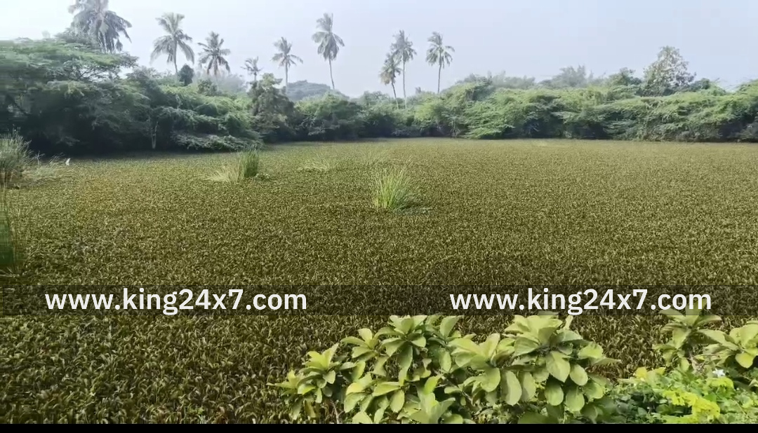 நாகை அருகே திருக்குவளையில் சுமார் 15 ஆண்டுகளாக தூர்வாரப்படாத ஆயி குளம் முழுவதும் மண்டியுள்ள ஆகாயத்தாமரைகளை அகற்றி குளத்தை தூர்வாரி சீரமைக்க பொதுமக்கள் கோரிக்கை