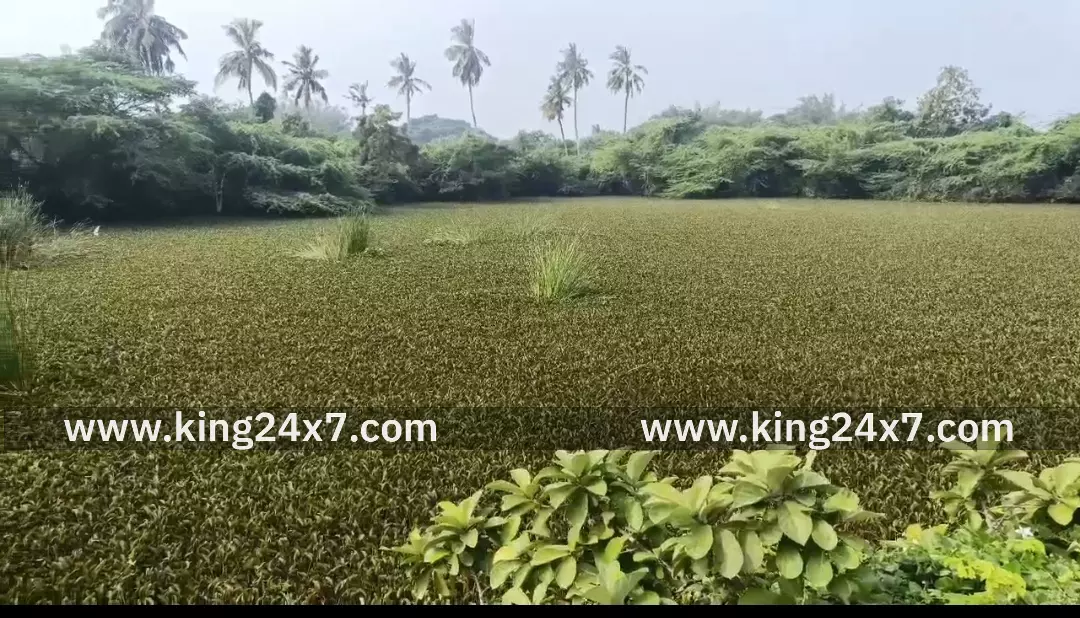 நாகை அருகே திருக்குவளையில் சுமார் 15 ஆண்டுகளாக தூர்வாரப்படாத ஆயி குளம் முழுவதும் மண்டியுள்ள ஆகாயத்தாமரைகளை அகற்றி குளத்தை தூர்வாரி சீரமைக்க பொதுமக்கள் கோரிக்கை நாகை அருகே திருக்குவளையில் சுமார் 15 ஆண்டுகளாக தூர்வாரப்படாத ஆயி குளம் முழுவதும் மண்டியுள்ள ஆகாயத்தாமரைகளை அகற்றி குளத்தை தூர்வாரி சீரமைக்க பொதுமக்கள் கோரிக்கை