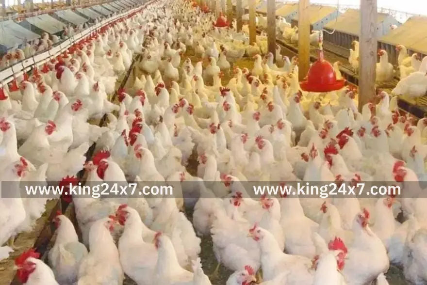 கறிக்கோழி வளர்ப்பு விவசாயிகளுக்கு கூலியை உயர்த்த முத்தரப்பு பேச்சுவார்த்தையை தமிழக அரசு உடனடியாக நடத்த வேண்டும்!கொமதேக பொதுச்செயலாளர் ஈஸ்வரன் MLA தமிழக அரசுக்கு வலியுறுத்தல் கறிக்கோழி வளர்ப்பு விவசாயிகளுக்கு கூலியை உயர்த்த முத்தரப்பு பேச்சுவார்த்தையை தமிழக அரசு உடனடியாக நடத்த வேண்டும்!கொமதேக பொதுச்செயலாளர் ஈஸ்வரன் MLA தமிழக அரசுக்கு வலியுறுத்தல்