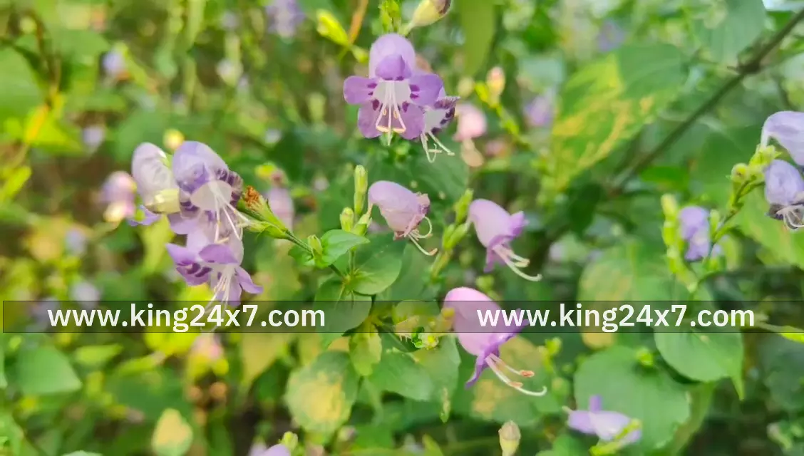 துவரங்குறிச்சி தச்சமலை வனப்பகுதியில் பூத்துக் குலுங்கும் குறிஞ்சி பூ துவரங்குறிச்சி தச்சமலை வனப்பகுதியில் பூத்துக் குலுங்கும் குறிஞ்சி பூ