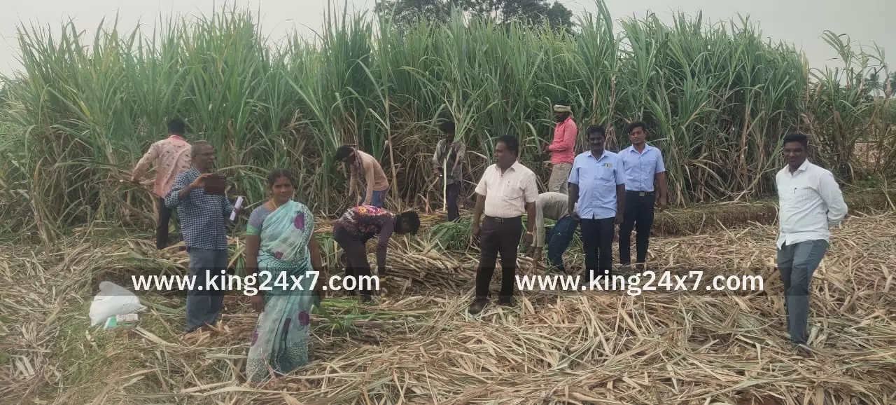 குளித்தலை வைகைநல்லூர் கிராமத்தில் கரும்பு அறுவடை பரிசோதனை குளித்தலை வைகைநல்லூர் கிராமத்தில் கரும்பு அறுவடை பரிசோதனை