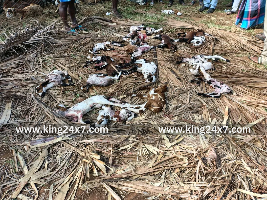 30 ஆடுகளை பலிகொண்ட மர்ம விலங்கு பரபரப்பு