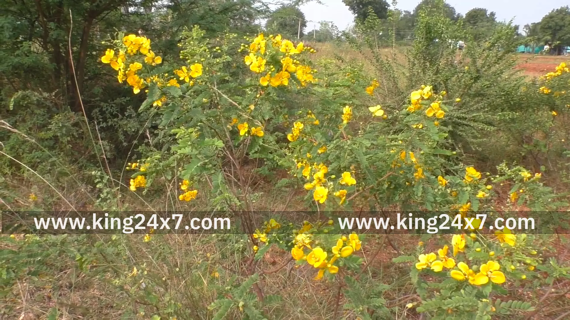 பொங்கல் பண்டிகை நெருங்கி விட்ட நிலையில் மணப்பாறை பகுதியில் பூத்துக்குலுங்கும் ஆவாரம்பூ பொங்கல்வழிபாட்டிற்கு பயன்படுத்தப்படுகிறது பொங்கல் பண்டிகை நெருங்கி விட்ட நிலையில் மணப்பாறை பகுதியில் பூத்துக்குலுங்கும் ஆவாரம்பூ பொங்கல்வழிபாட்டிற்கு பயன்படுத்தப்படுகிறது