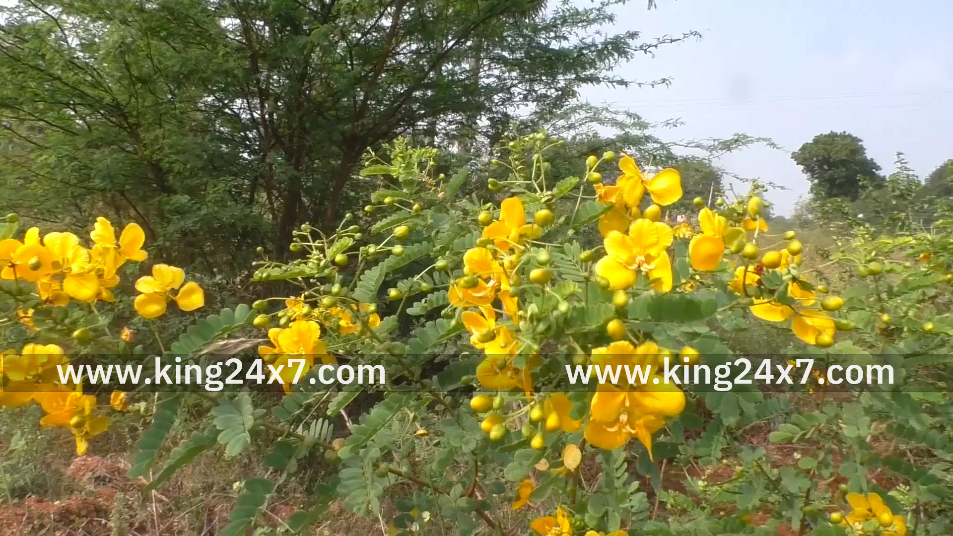 பொங்கல் பண்டிகை நெருங்கி விட்ட நிலையில் மணப்பாறை பகுதியில் பூத்துக்குலுங்கும் ஆவாரம்பூ பொங்கல்வழிபாட்டிற்கு பயன்படுத்தப்படுகிறது பொங்கல் பண்டிகை நெருங்கி விட்ட நிலையில் மணப்பாறை பகுதியில் பூத்துக்குலுங்கும் ஆவாரம்பூ பொங்கல்வழிபாட்டிற்கு பயன்படுத்தப்படுகிறது