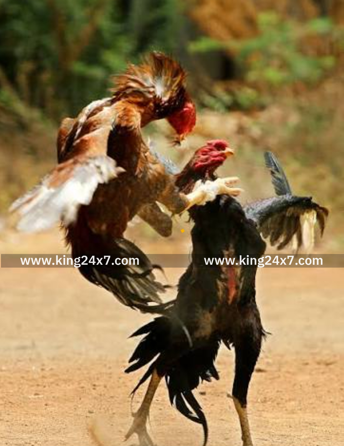 சேவல் சண்டை சூதாட்டம் ஆடிய நபர்கள் தப்பி ஓட்டம், 11 டூவீலர்கள் போலீசார் பறிமுதல்