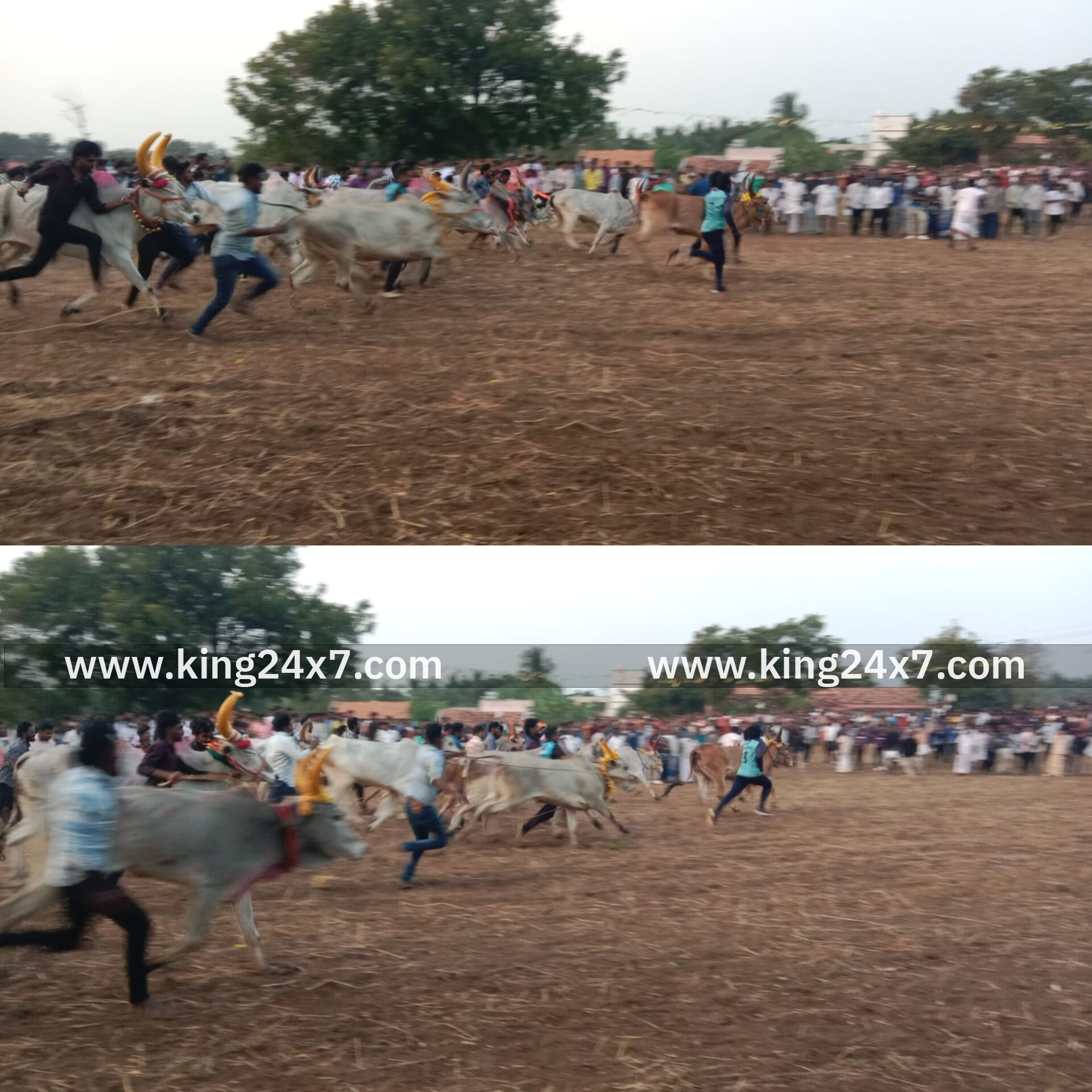 ராசிபுரம் அருகே மாடு பூ தாண்டும் விழா. சுற்றுவட்டார பகுதிகளை சேர்ந்த இளைஞர்கள் பங்கேற்பு...