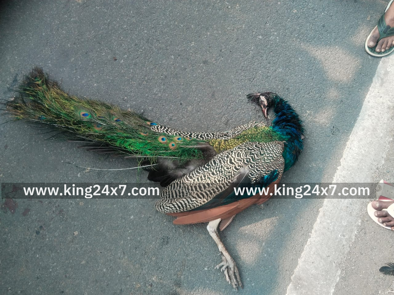 வாகனத்தில் அடிபட்டு தேசிய பறவை இறப்பு