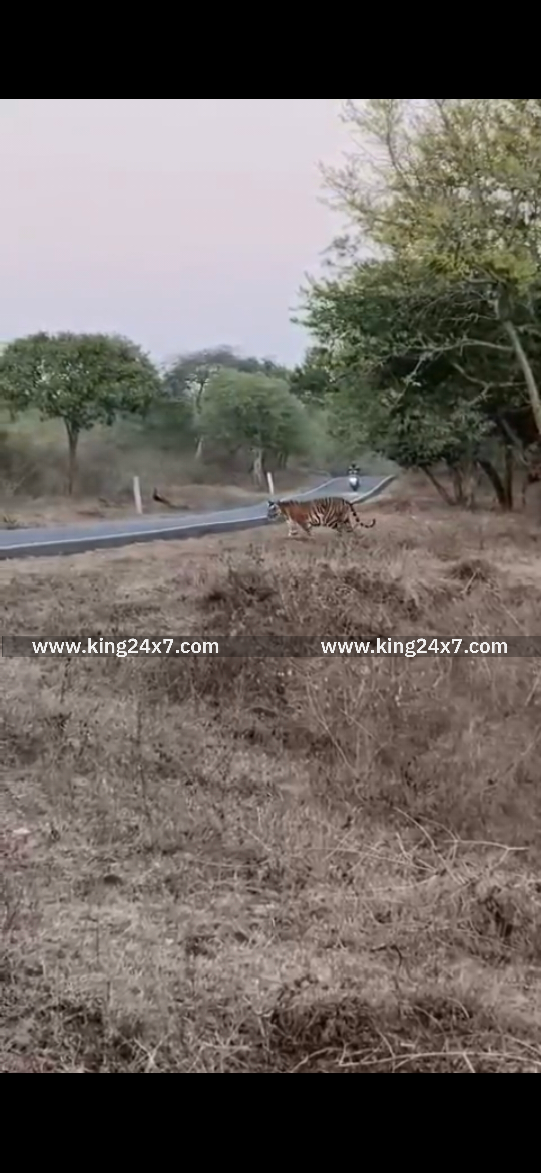 முதுமலை புலிகள் காப்பகம் வெளி மண்டலத்திற்குட்பட்ட மாயார் சாலையில் கம்பீரமாக சாலையை கடந்து சென்ற புலி ...