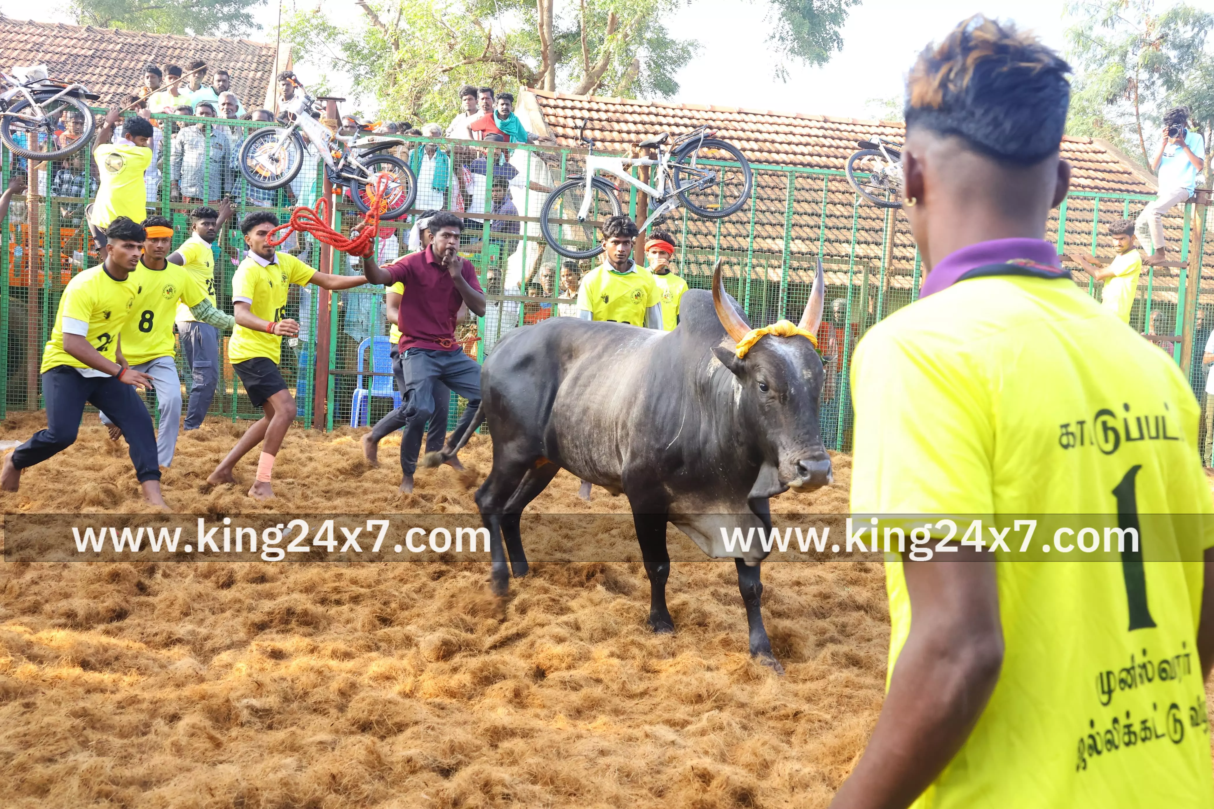 புதுக்கோட்டையில் நடைபெற்ற ஜல்லிக்கட்டு போட்டி புதுக்கோட்டையில் நடைபெற்ற ஜல்லிக்கட்டு போட்டி